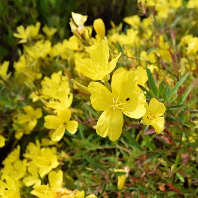 Oenothera fruticosa 'African Sun' ---